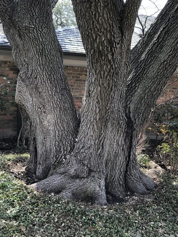 Mature heritage tree close to a Chino Hills property cared for by certified arborists